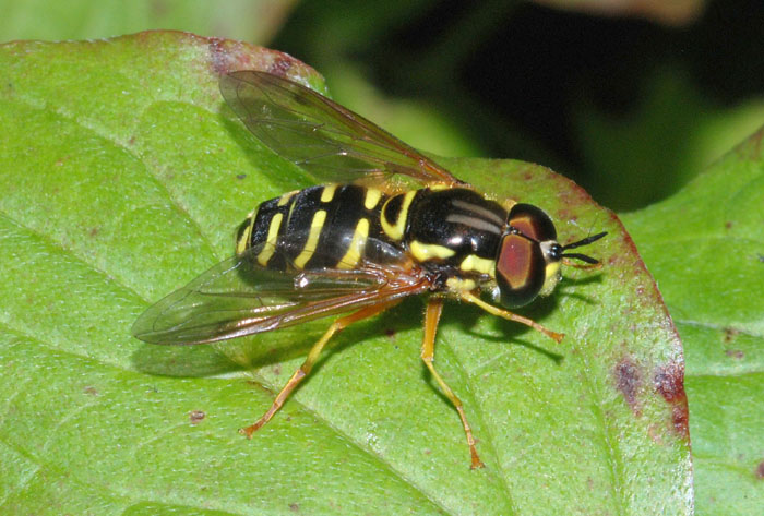 Chrysotoxum da det.
